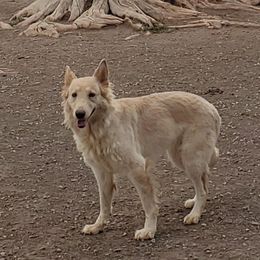 Storm - German Shepherd