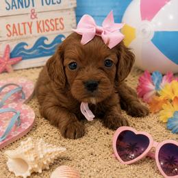 Pink bow - Red female Cavapoo puppy in Waskom, Texas from Pearls & Curls doodles & poodles