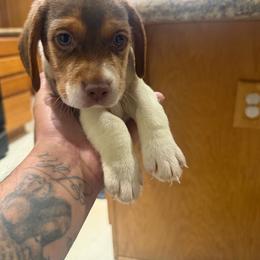 Boy 1 - Brown and white male Beagle puppy in Hollister, California from 831 Beagles