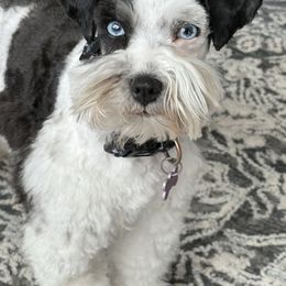 Lottie - Miniature Schnauzer