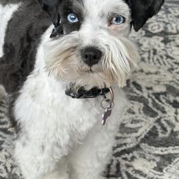 Lottie - Miniature Schnauzer