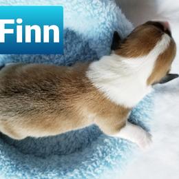 Pembroke Welsh Corgi Puppies from Whimsical Treasure Corgis