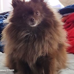 Minka (retired) - Pomeranian