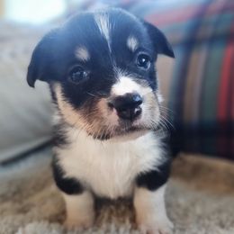 Girl 3 - Black and tan female American Corgi puppy in Tombstone, Arizona from WeVolution Off-Grid