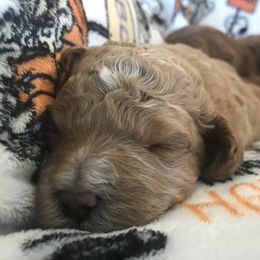 Australian Labradoodle Puppies from Wild Daisy Labradoodles