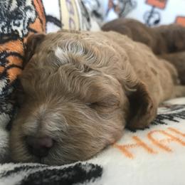 Australian Labradoodle Puppies from Wild Daisy Labradoodles
