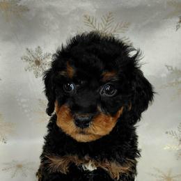 Darth - Black and tan male Cavapoo puppy in Eau Claire, Wisconsin from Fisher River Doodle's