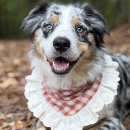 Dachshunds and Miniature Australian Shepherds from Ironwood Doxies & Aussies
