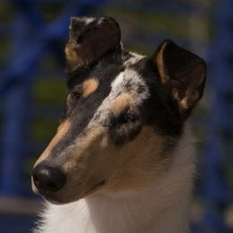 Collies from Wild Wind Collies