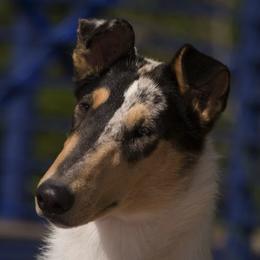 Collies from Wild Wind Collies