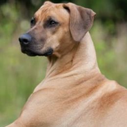 Rhodesian Ridgebacks from Rr