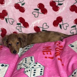 Patrick - Dapple male Dachshund puppy in Lake City, Florida from My Ditzy Doxies of Florida