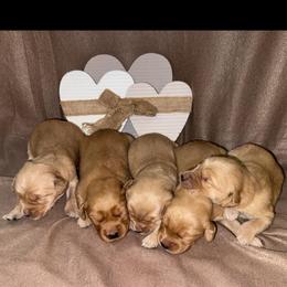 2nd pick male - Golden male Golden Retriever puppy in Monticello, Iowa from Ashley’s Puppies