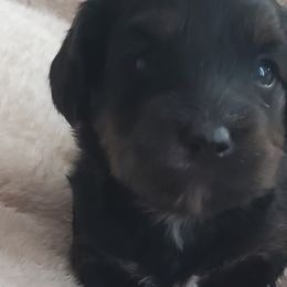 Goldendoodles and Yorkipoos from Poodles and Doodles Plus