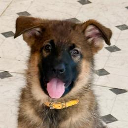 Citrine - Black and tan female German Shepherd puppy in Anaheim, California from Hanan's German Shepherds