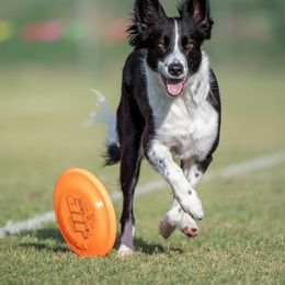 Stella - Border Collie