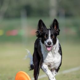Stella - Border Collie