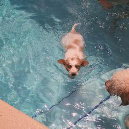 Goldendoodle Puppies from Costa's Curly Canines