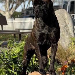 Carmela - Cane Corso