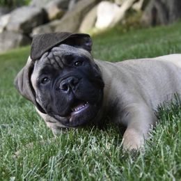 Bullmastiff Puppies from Amulet Bullmastiffs