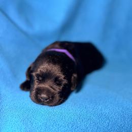 Purple Collar - Black female Labrador Retriever puppy in Port Saint Lucie, Florida from Fleeher Labradors