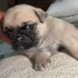 Pugs from Cherokee Pugs
