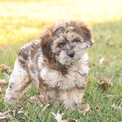 Grace - Merle female Whoodle puppy in West Bend, Iowa from Blue Skies Terriers