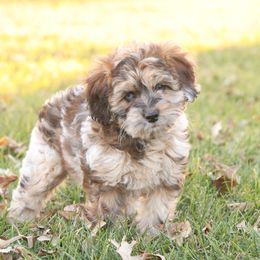 Grace - Merle female Whoodle puppy in West Bend, Iowa from Blue Skies Terriers