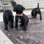 Light pink - Perro de Presa Canario puppy from Space City Presas