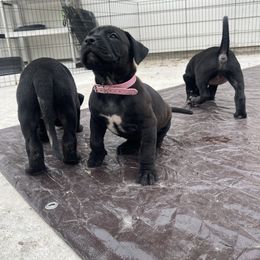 Light pink - Perro de Presa Canario puppy from Space City Presas