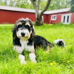 Bernedoodle, Cavapoo, and Poodle All Grown Up from Kelly Brooks