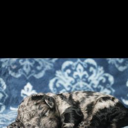 Assorted Doodle Crosses Puppies from Doodles Domain