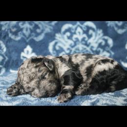 Assorted Doodle Crosses Puppies from Doodles Domain