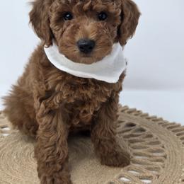 Michael - Apricot male Poodle puppy in Leander, Texas from Doodle Doula
