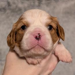 Monkey - Blenheim male Cavalier King Charles Spaniel puppy in Stilwell, Oklahoma from Love Bug Cavaliers