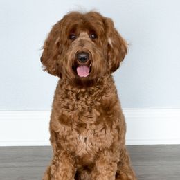 Aoife (Ee-fah) - Australian Labradoodle