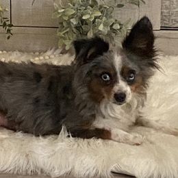 Rousey - Toy Australian Shepherd
