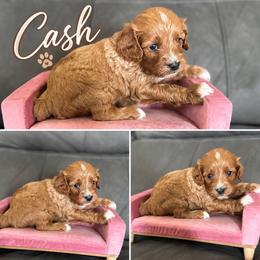 Cash - Red male Cavapoo puppy in Thorndale, Texas from Hattie’s Texas Cavapoos