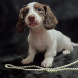 Zoey - Piebald female Dachshund puppy in Bandera, Texas from Pup Cakes