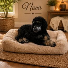 Nova - Phantom female Poodle puppy in Cleburne, Texas from Lone Star Standard Poodles LLC