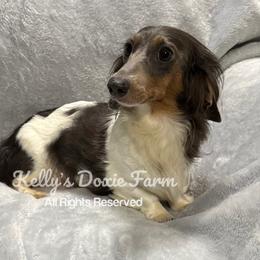 Tilley - Dachshund