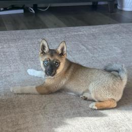 Flora - Wolf sable female Pomsky puppy in Doon, Iowa from Luxury Pomsky