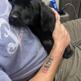 Labrador Retriever Puppies from Retrieving Labradors