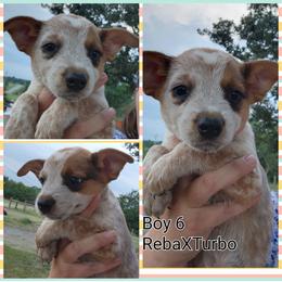 Boy 6 - Red mottled male Australian Cattle Dog puppy in Bradford, Arkansas from Cedar Rock Heelers and Kelpies
