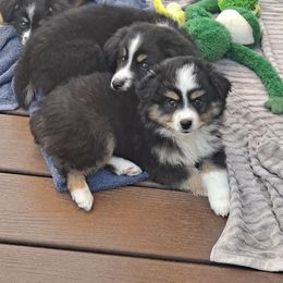 Toy Australian Shepherd Puppies from Honeybee Haven's Toy Aussies