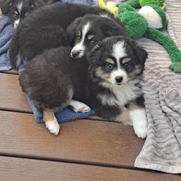 Toy Australian Shepherd Puppies from Honeybee Haven's Toy Aussies