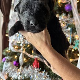 Girl 1 Yellow - Brindle female Bouvier des Flandres puppy in Ashtabula, Ohio from Beulah Bouviers and Havanese