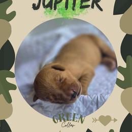Green Collar - Jupiter - Yellow male Labrador Retriever puppy in Sumerduck, Virginia from Cedar Mountain Retrievers