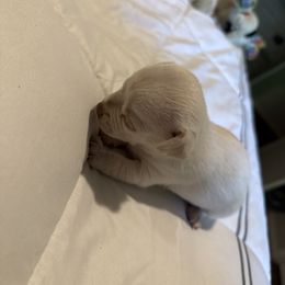 Snowball - White Chihuahua puppy in Dover, Arkansas from Blue Chihuahuas of Arkansas