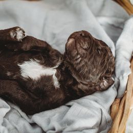 Australian Labradoodle, Double Doodle, Goldendoodle, and Labradoodle Puppies from Lake Mountain Doodle